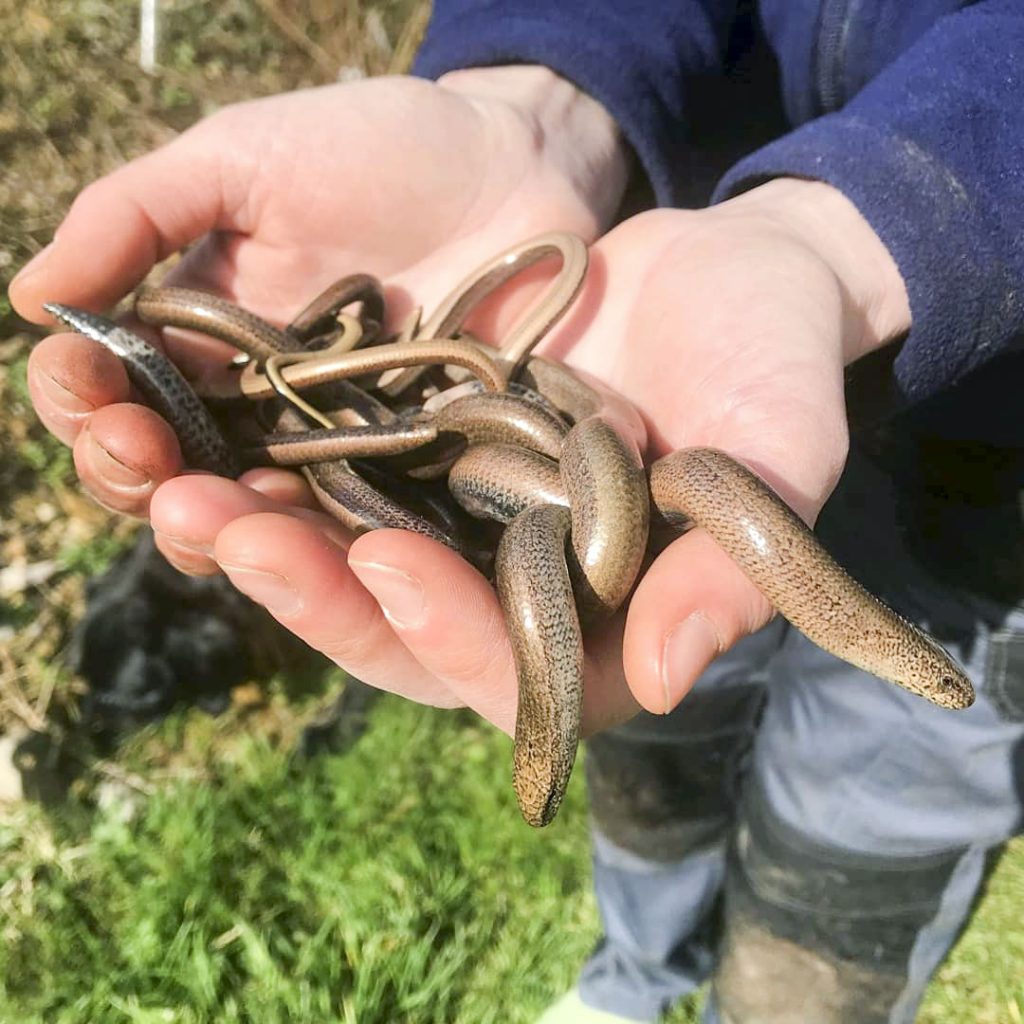 Slow worms successfully translocated during a destructive search