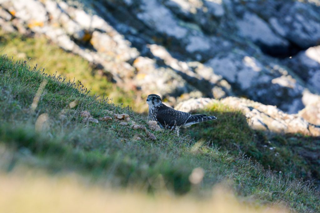 Bird Surveys & Mitigation Darwin Ecology