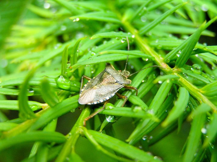 Invertebrates