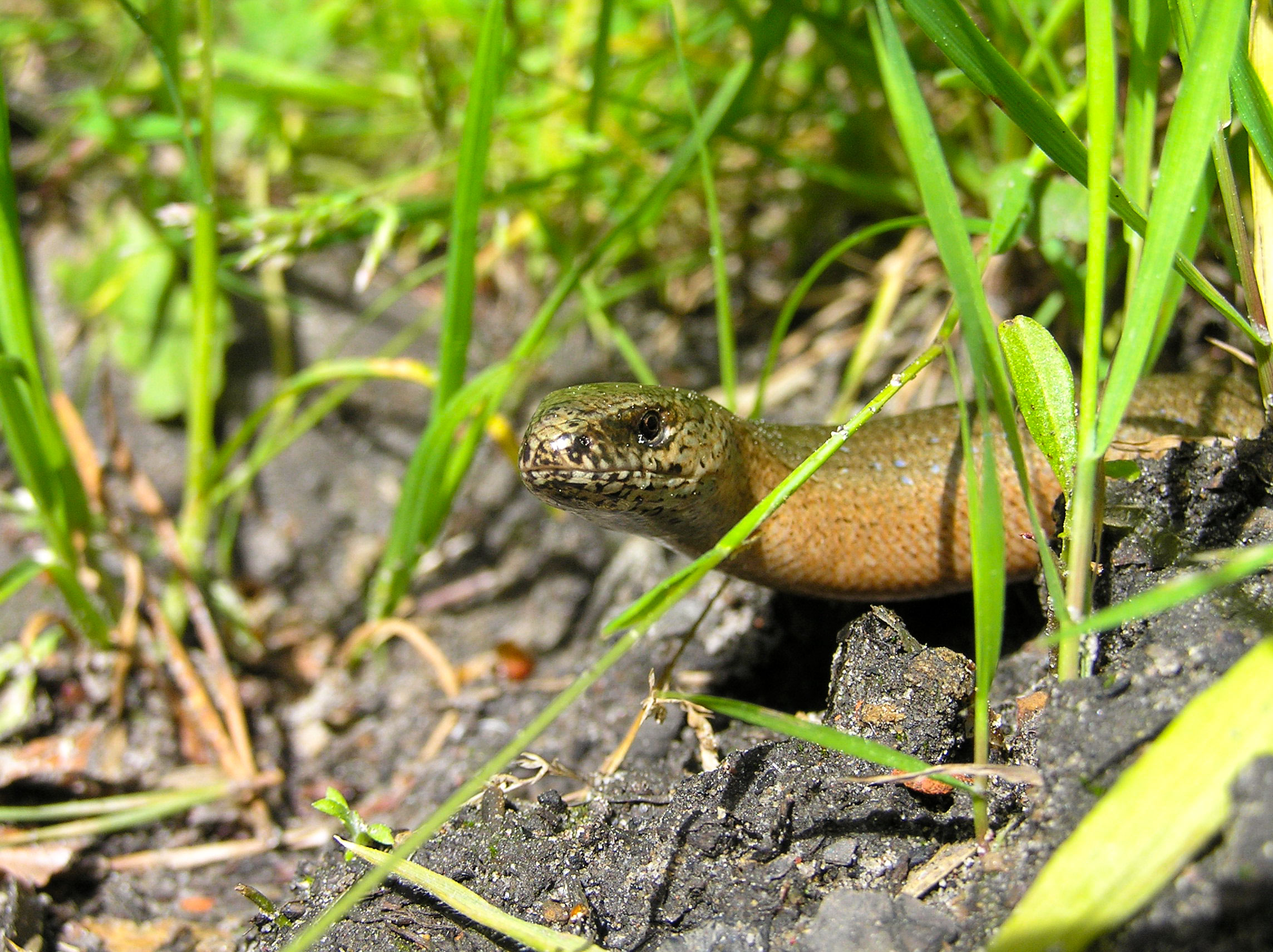 Slow worm