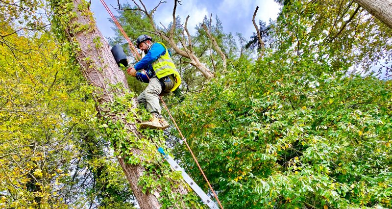 Tree climbing