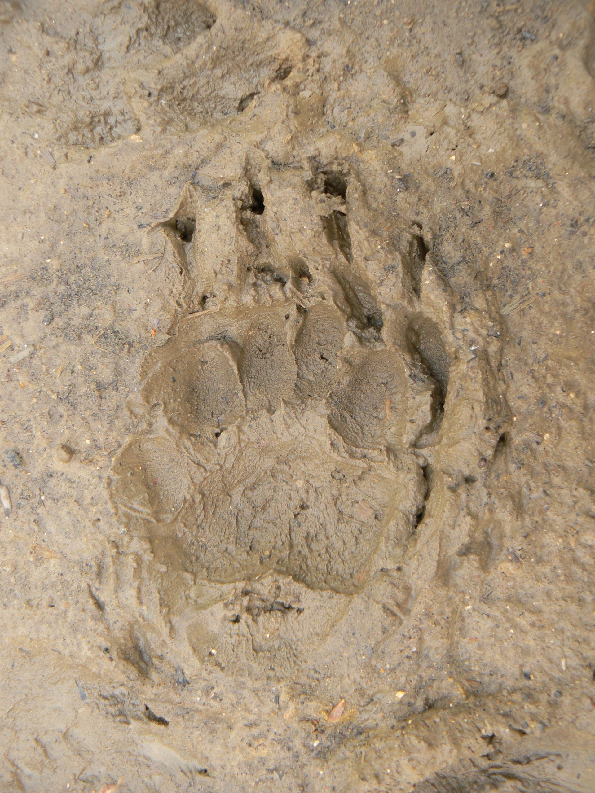 Badger Tracks In Sand Badger Tracks In Sand