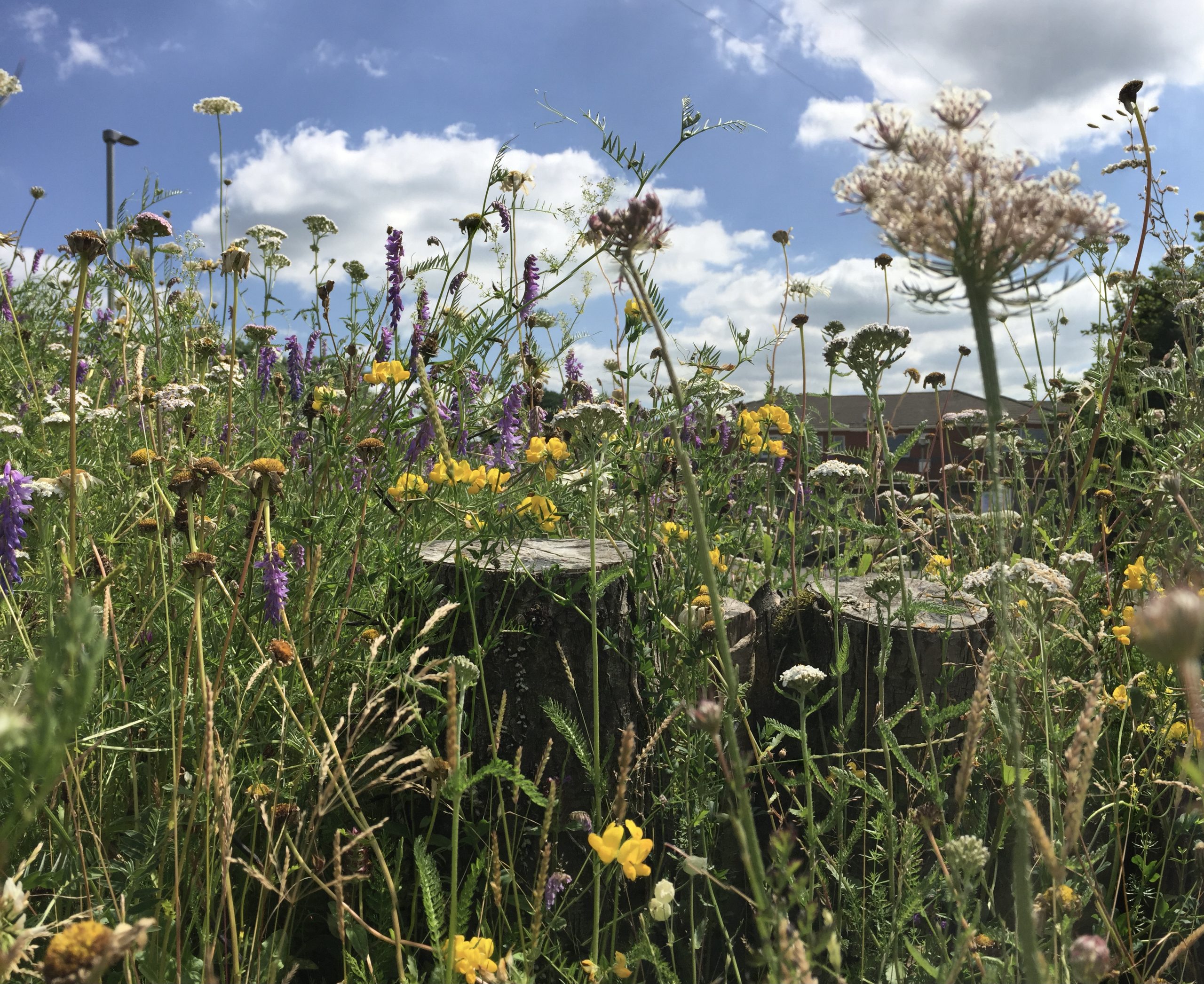 Wildflower bank