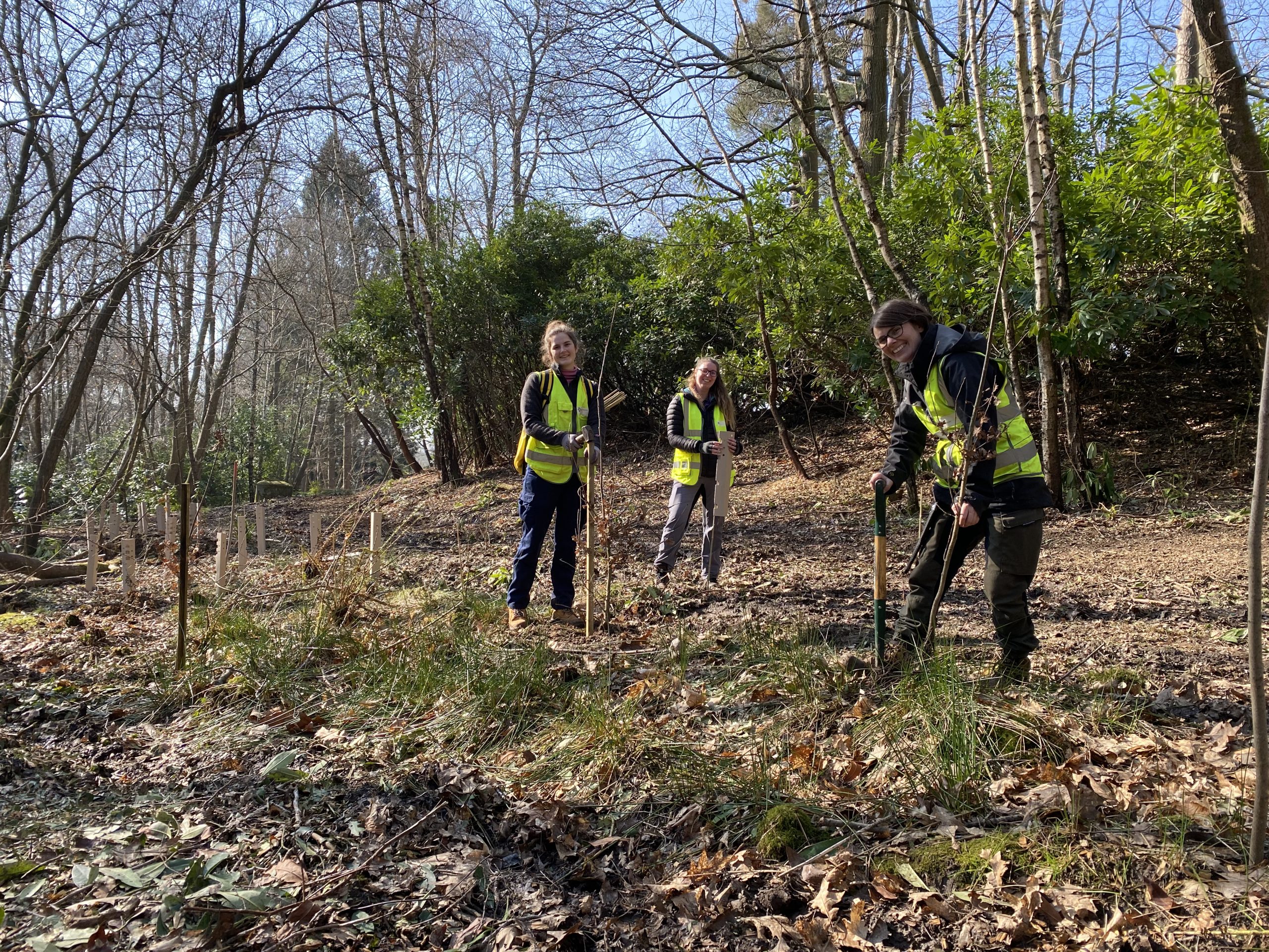 Woodland management