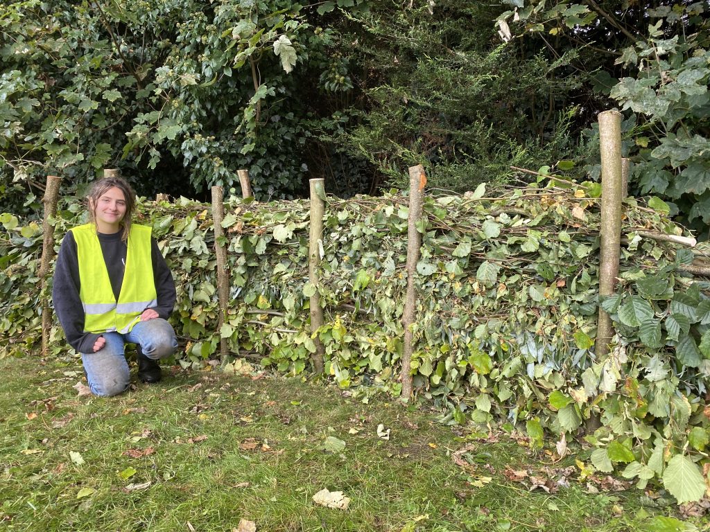 A newly created 'dead hedge' - ideal habitat for invertebrates and other small animals