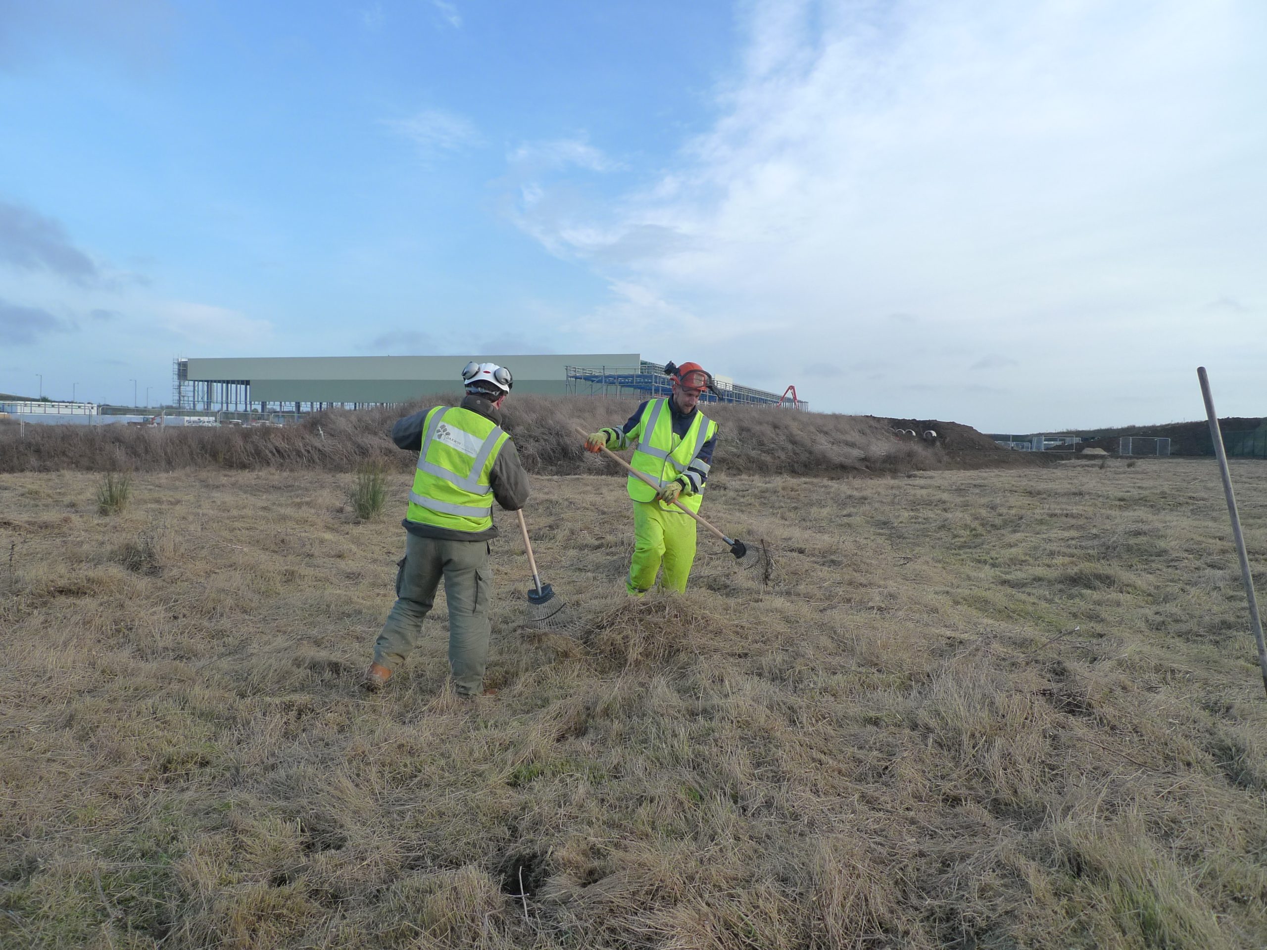 Wildflower meadow management