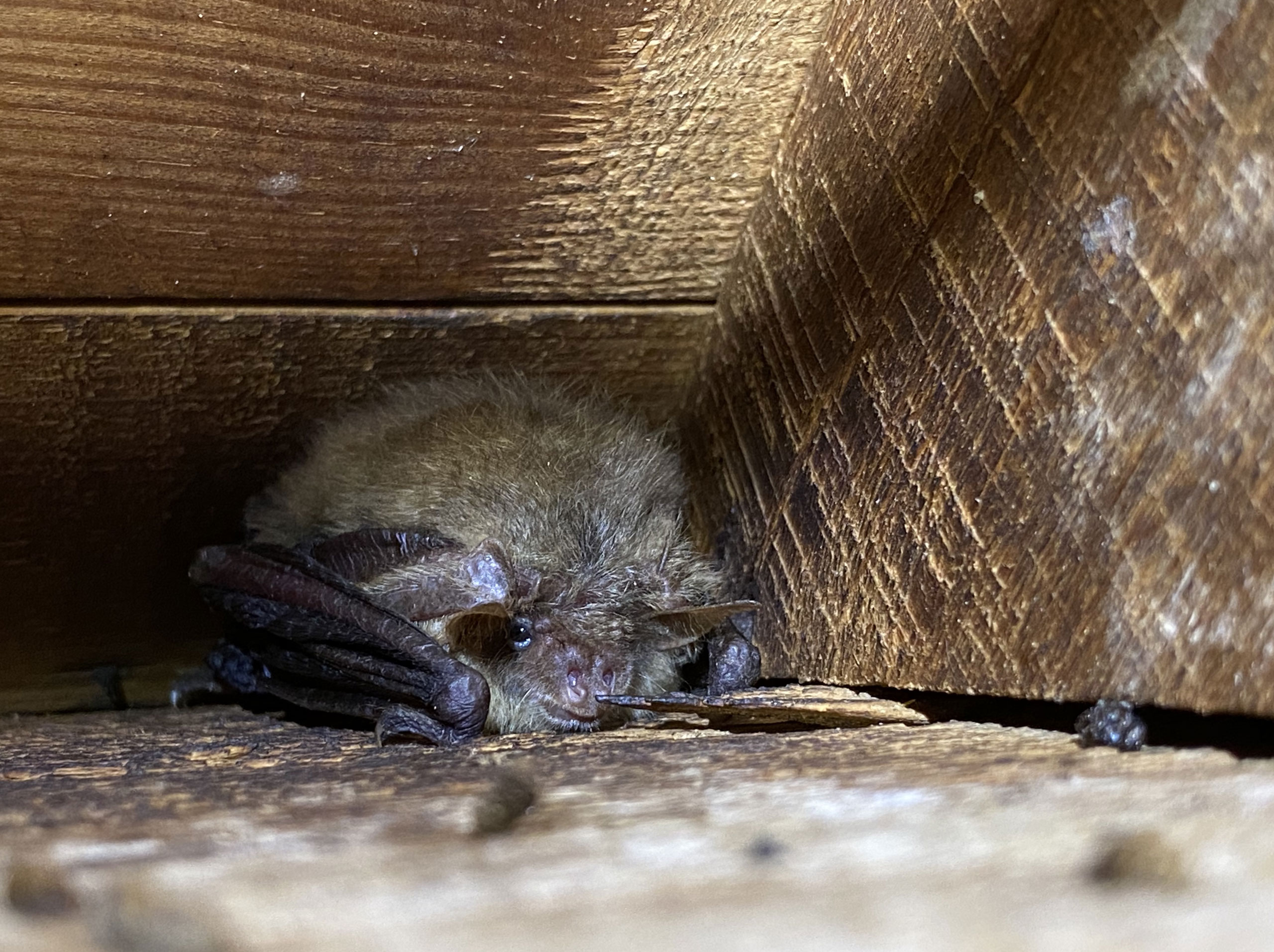 Bat Surveys across Southern England | Darwin Ecology