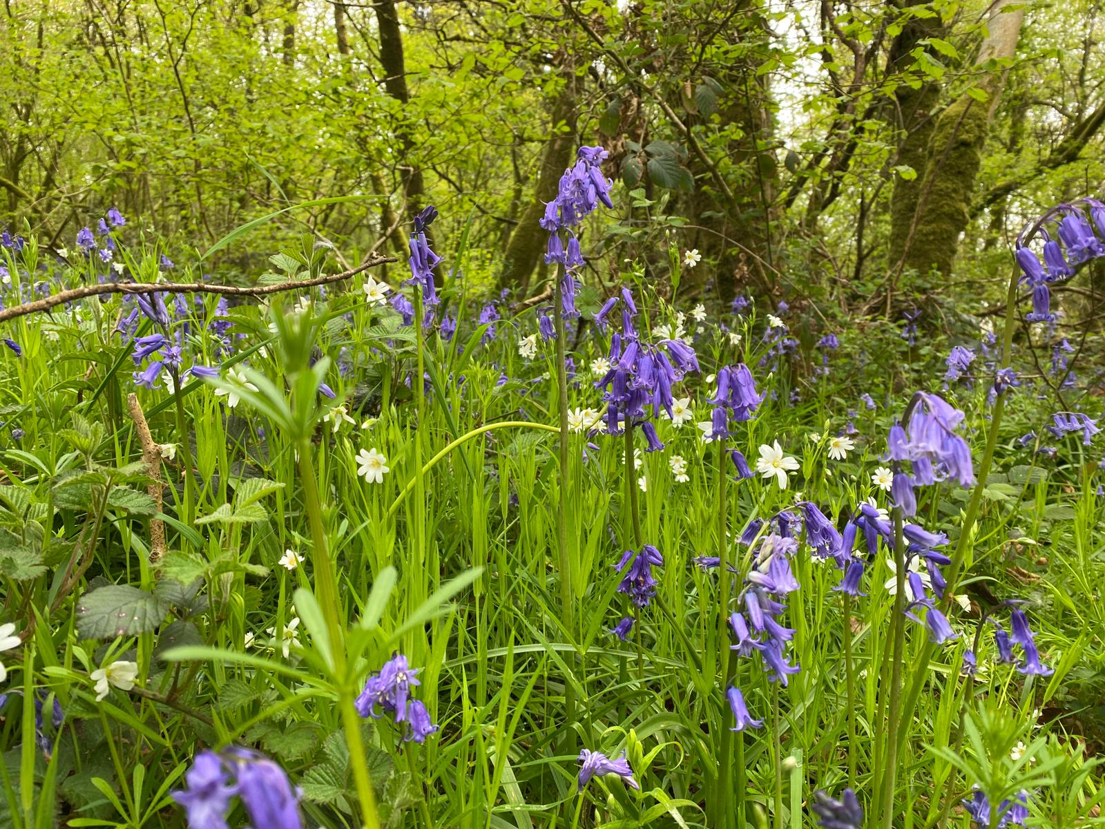 Woodland wildflowers