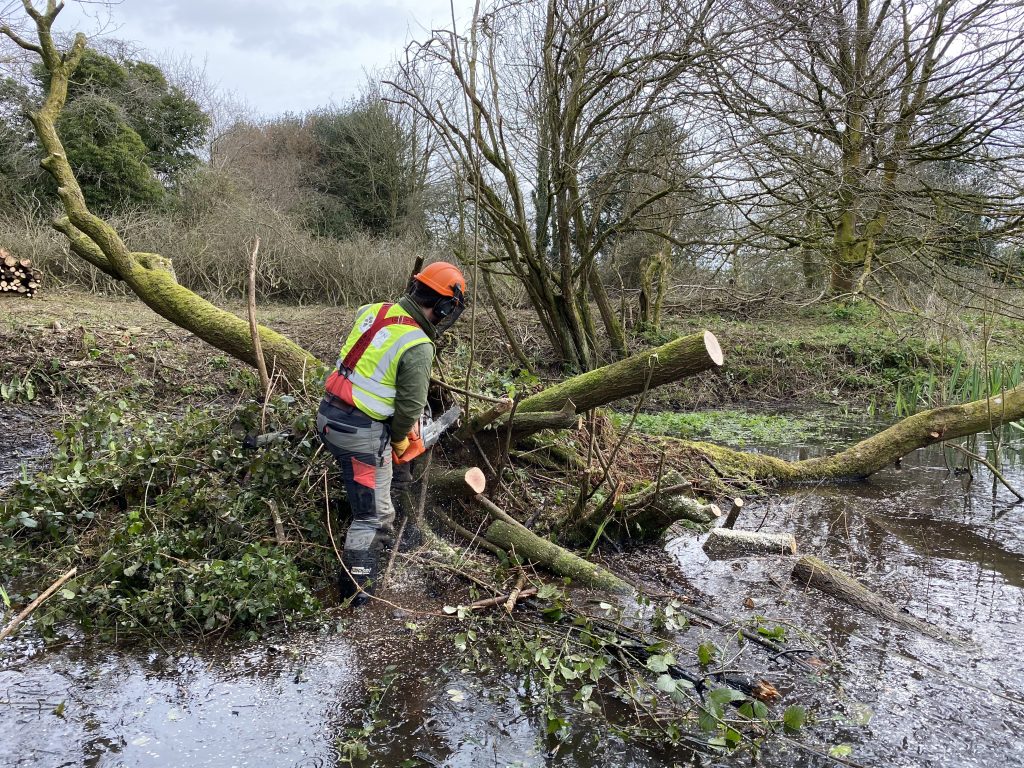 Woodland tree felling