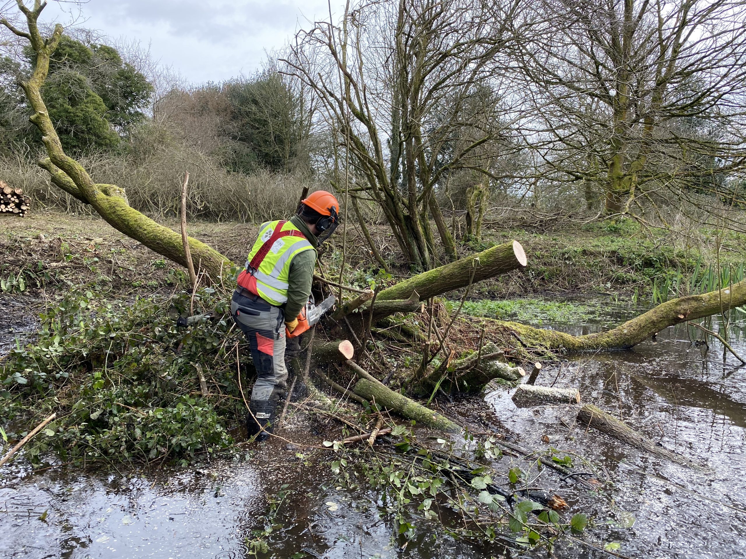 Tree cutting